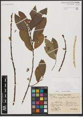 Foto von Salix aegyptiaca L. x Salix caprea L.